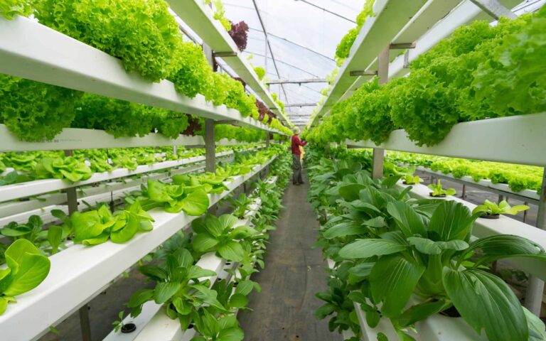 Fresh organic vegetable grown using aquaponic or hydroponic farming