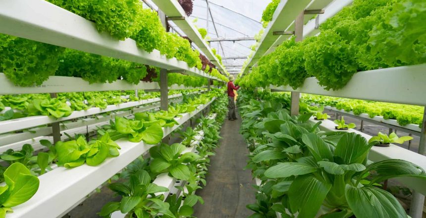 Fresh organic vegetable grown using aquaponic or hydroponic farming